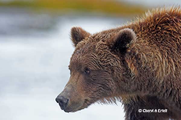 bear head impression